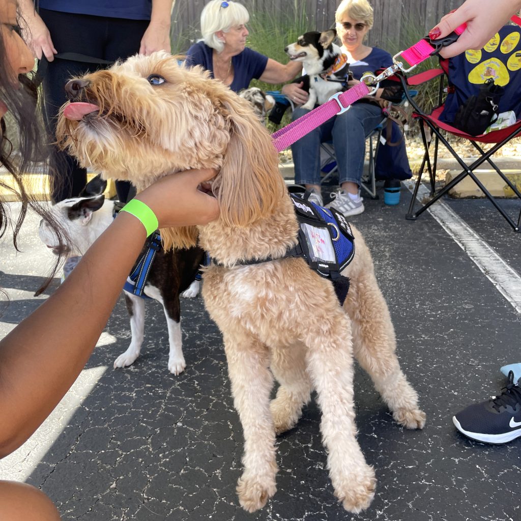A therapy dog being gently petted during the Paint a Brighter Day partnered mental health event.